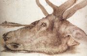 Albrecht Durer The Head of a stag Killed by an arrow oil